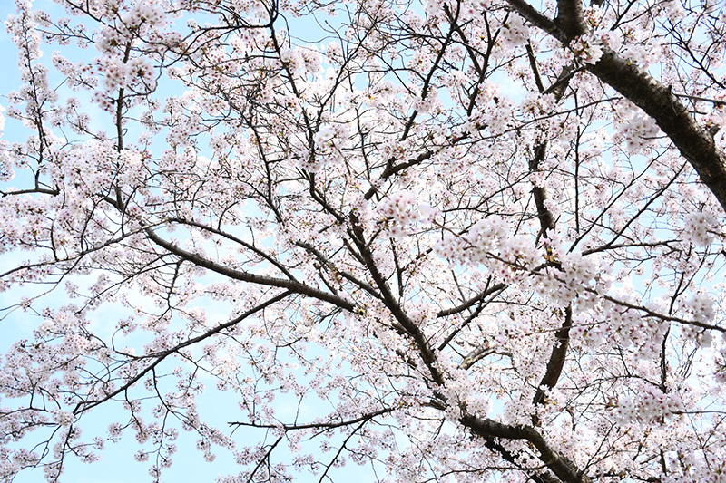 一眼レフカメラ・桜写真撮影