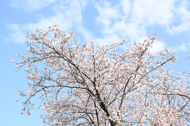 一眼レフカメラ・桜写真撮影