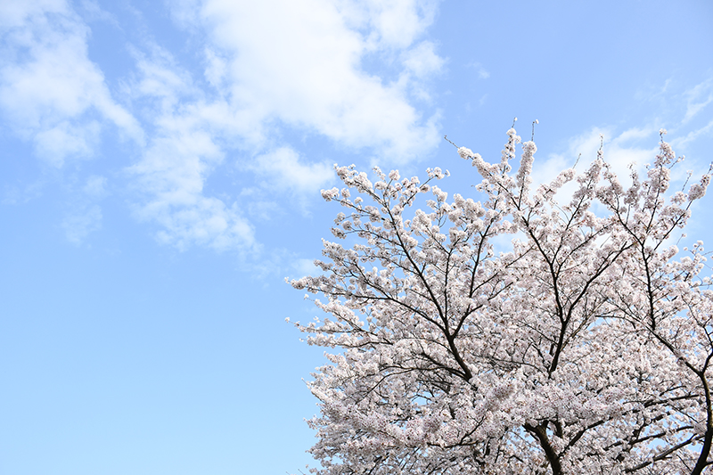 一眼レフカメラ・桜写真撮影