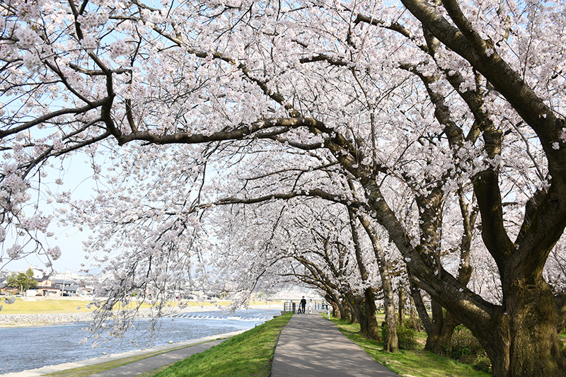 一眼レフカメラ・桜写真撮影