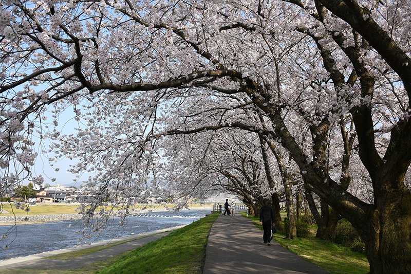 一眼レフカメラ・桜写真撮影