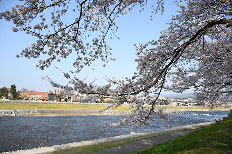 一眼レフカメラ・桜写真撮影