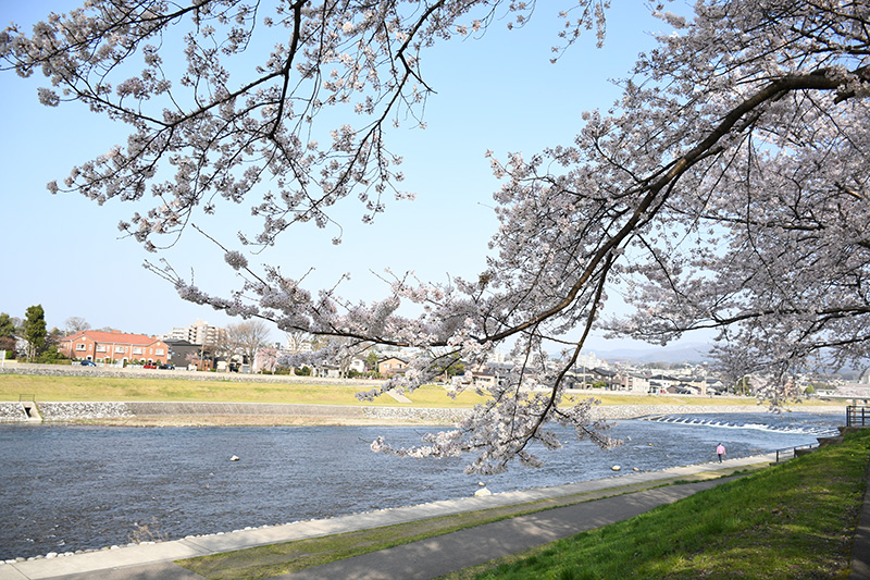 一眼レフカメラ・桜写真撮影