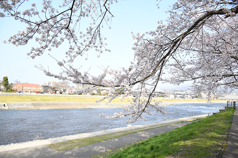 一眼レフカメラ・桜写真撮影