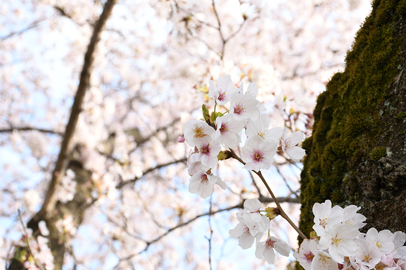 一眼レフカメラ・桜写真撮影