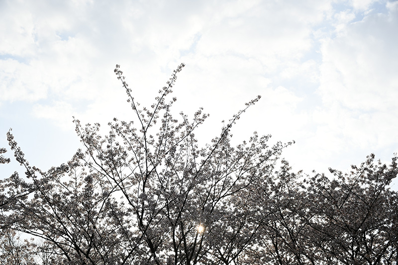 一眼レフカメラ桜写真撮影