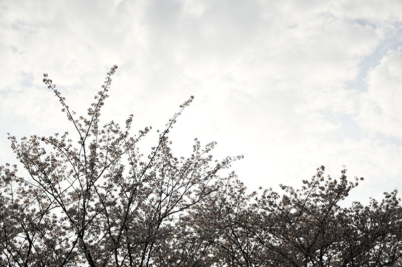 一眼レフカメラ桜写真撮影