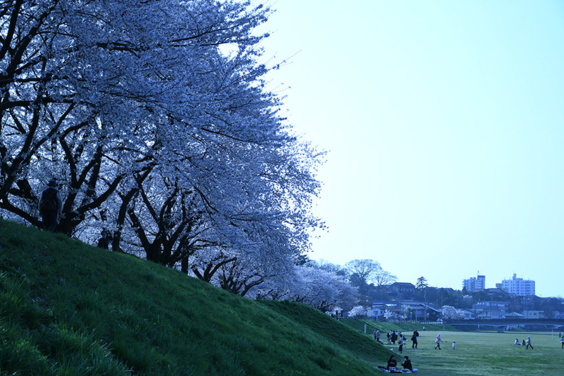 一眼レフカメラ桜写真撮影