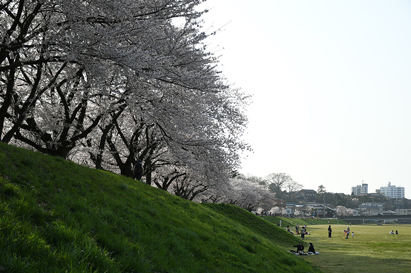 一眼レフカメラ桜写真撮影