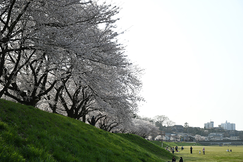 一眼レフカメラ桜写真撮影