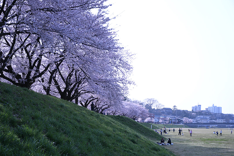 一眼レフカメラ桜写真撮影