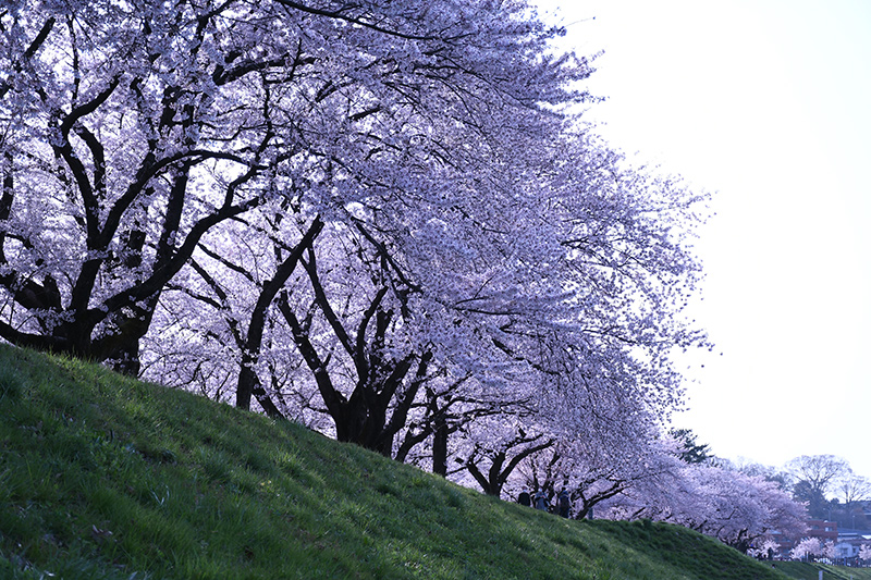 一眼レフカメラ桜写真撮影