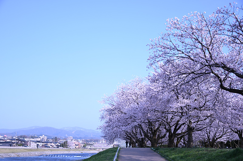 一眼レフカメラ桜写真撮影