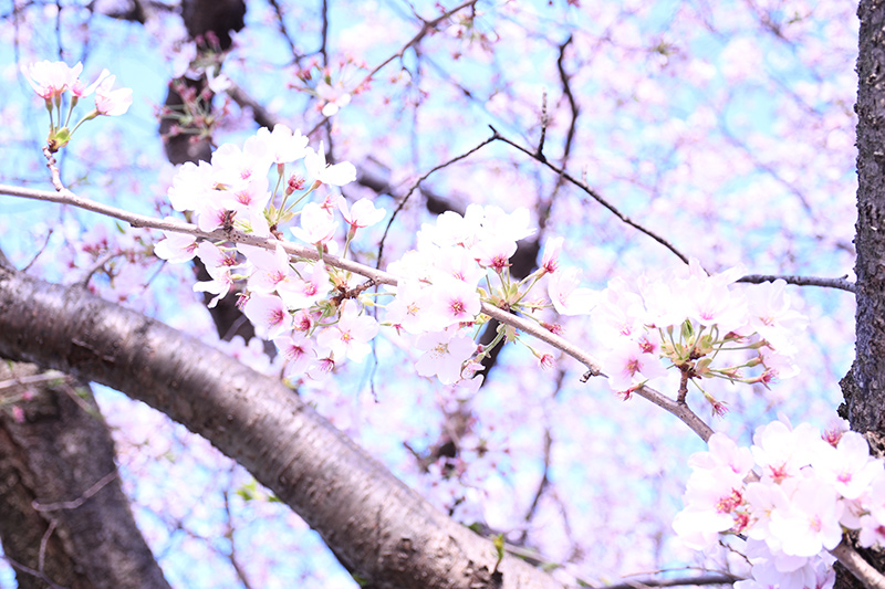 一眼レフカメラ桜写真撮影