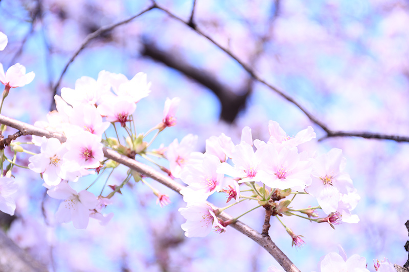 一眼レフカメラ桜写真撮影