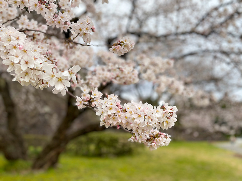 金沢城・桜