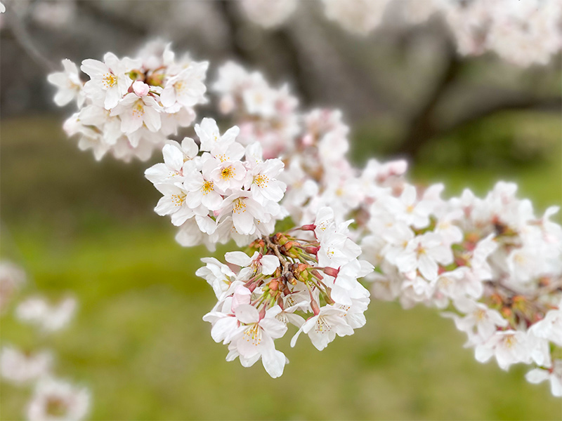 金沢城・桜