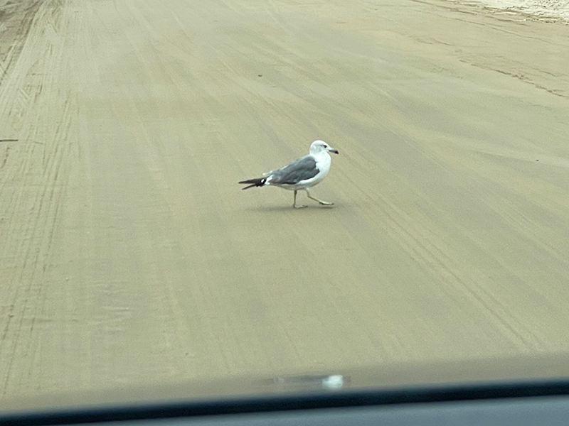 千里浜なぎさドライブウェイ