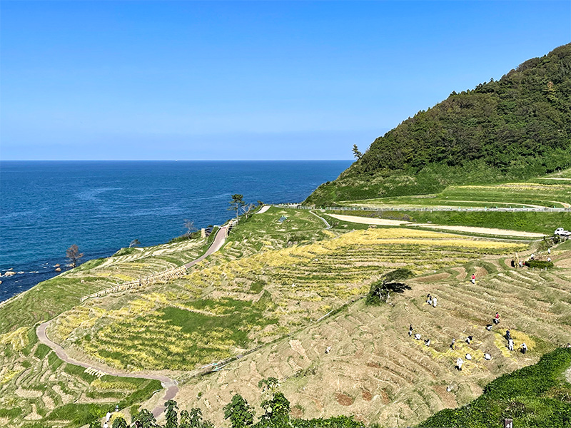 能登輪島・白米千枚田