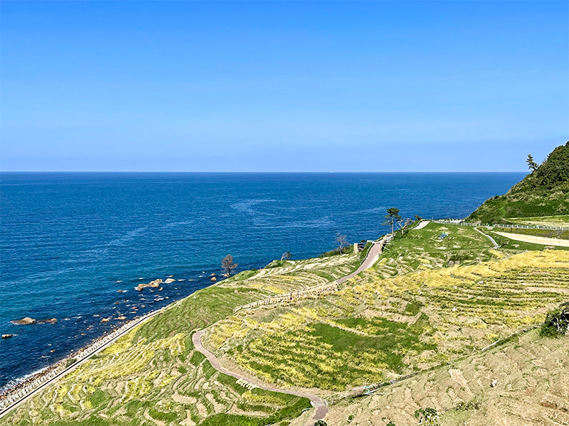 能登輪島・白米千枚田