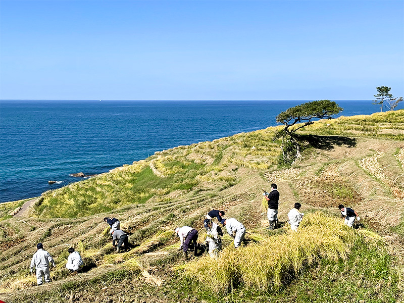 能登輪島・白米千枚田