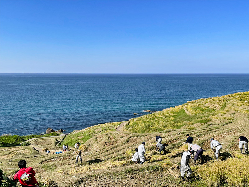 能登輪島・白米千枚田