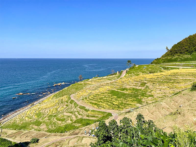 能登輪島・白米千枚田