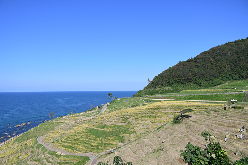 能登輪島・白米千枚田