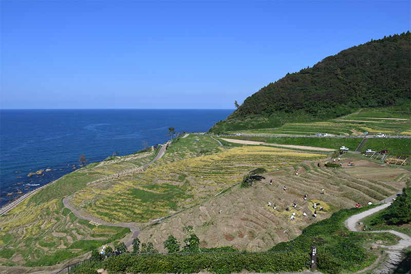 能登輪島・白米千枚田