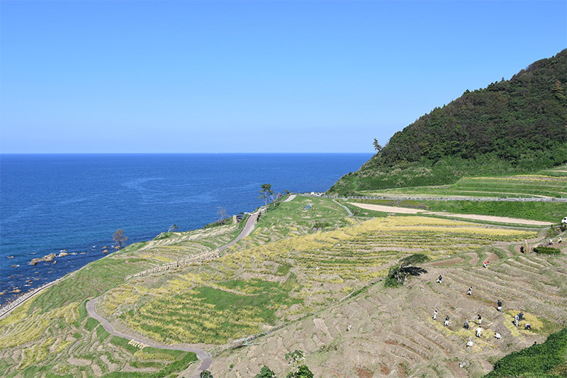 能登輪島・白米千枚田