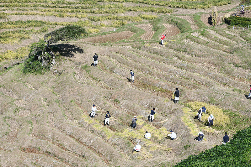 能登輪島・白米千枚田