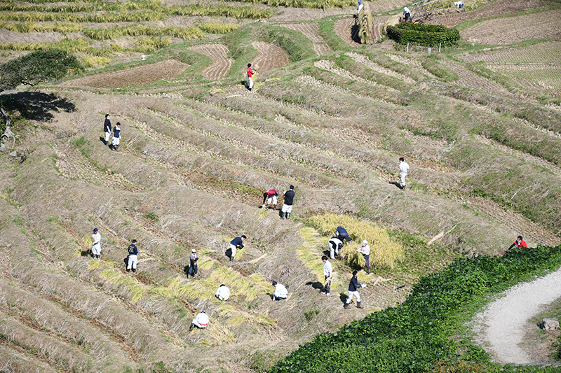 能登輪島・白米千枚田