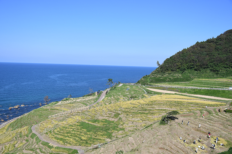 能登輪島・白米千枚田