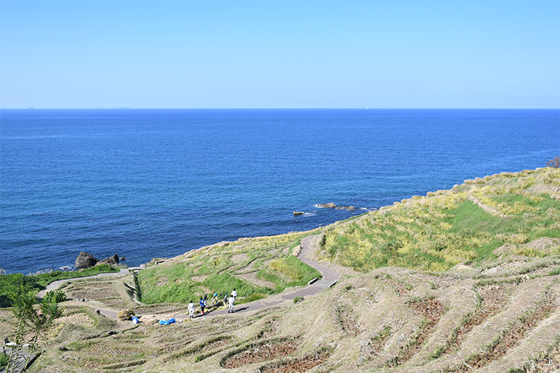 能登輪島・白米千枚田