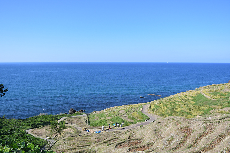 能登輪島・白米千枚田