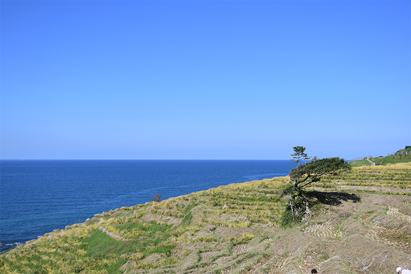 能登輪島・白米千枚田