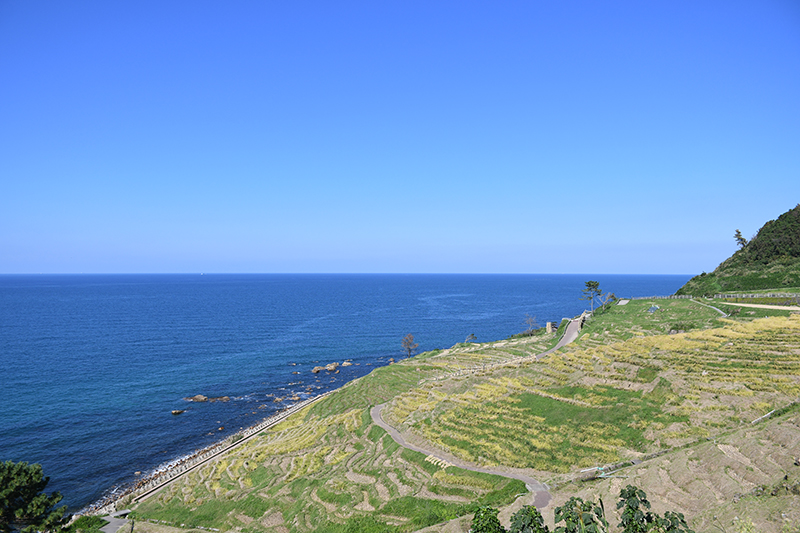 能登輪島・白米千枚田