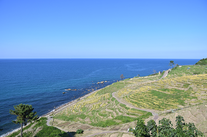 能登輪島・白米千枚田