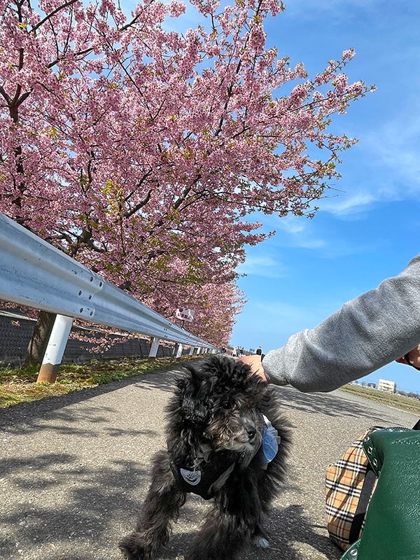 美川蝶屋の河津桜