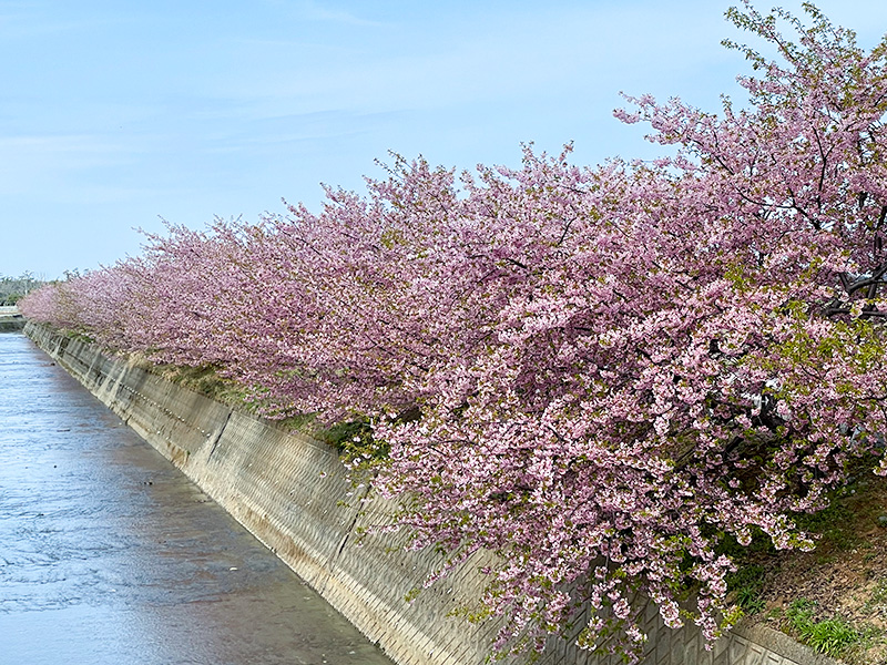 美川蝶屋の河津桜