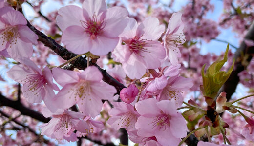 【花見】早咲きの桜が楽しめる美川・蝶屋の河津桜