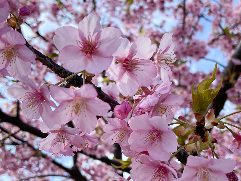 美川蝶屋の河津桜