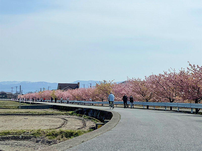 美川蝶屋の河津桜