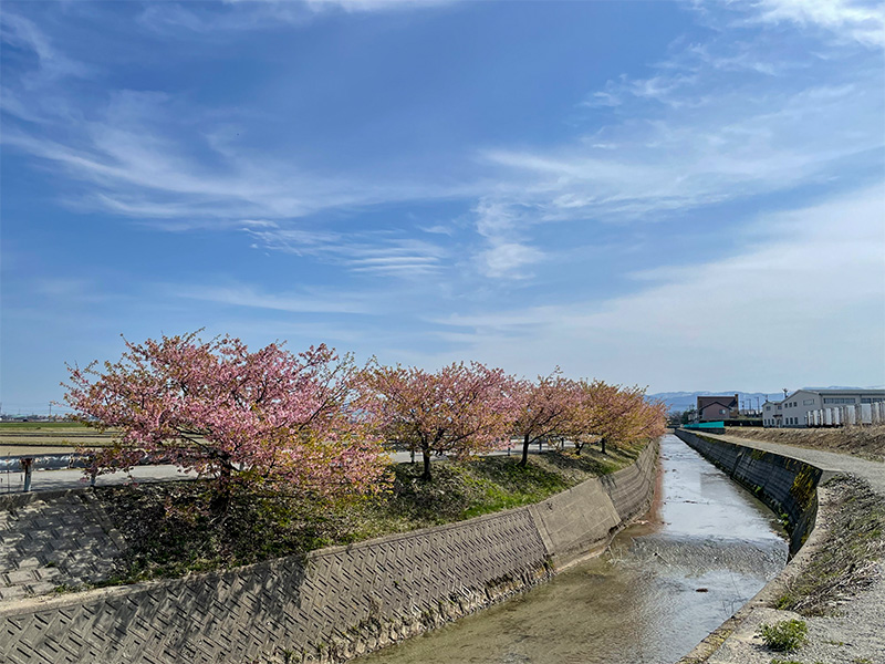 美川蝶屋の河津桜