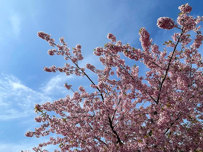 美川蝶屋の河津桜