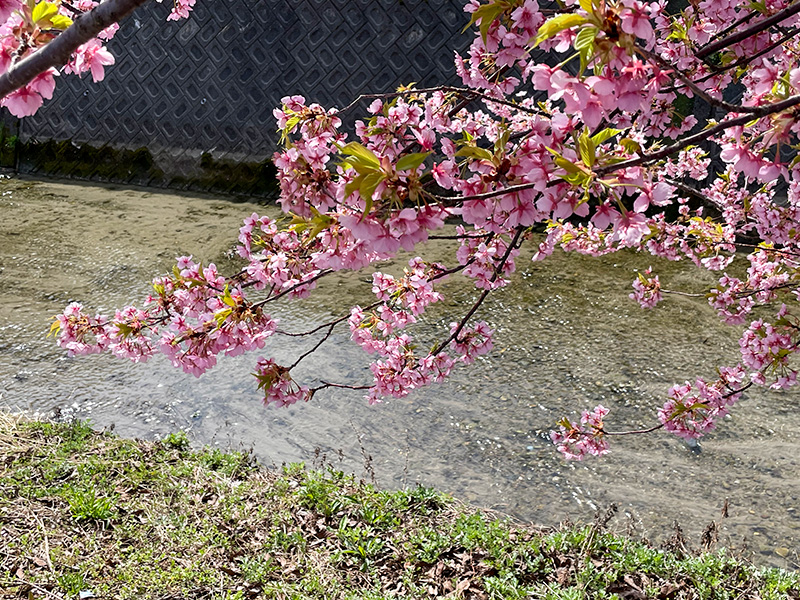 美川蝶屋の河津桜