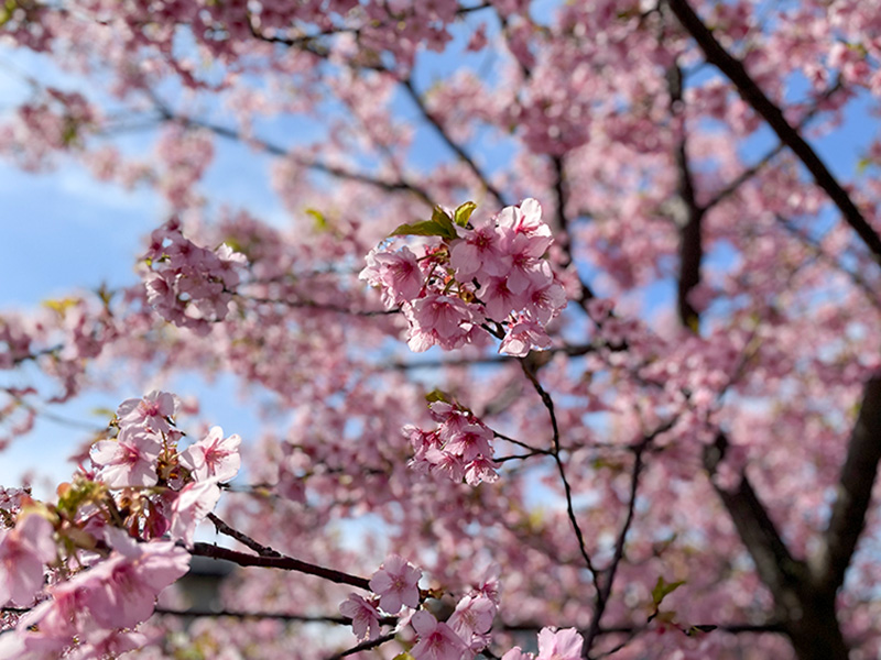 美川蝶屋の河津桜