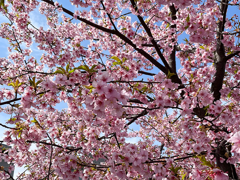 美川蝶屋の河津桜