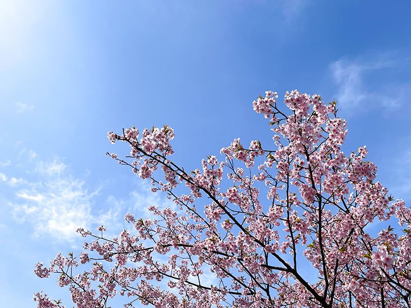 美川蝶屋の河津桜