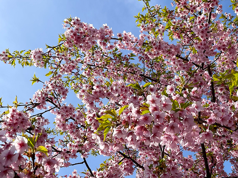 美川蝶屋の河津桜